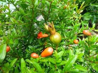 Giới thiệu giống cây trồng dễ trồng - nhanh ra trái - cho năng xuất cao - giá trị cao, cung cấp giống lưu đỏ